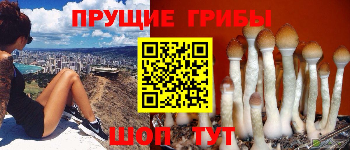 Ревда  Псилоцибиновые грибы Cubensis  Вход с VPN 